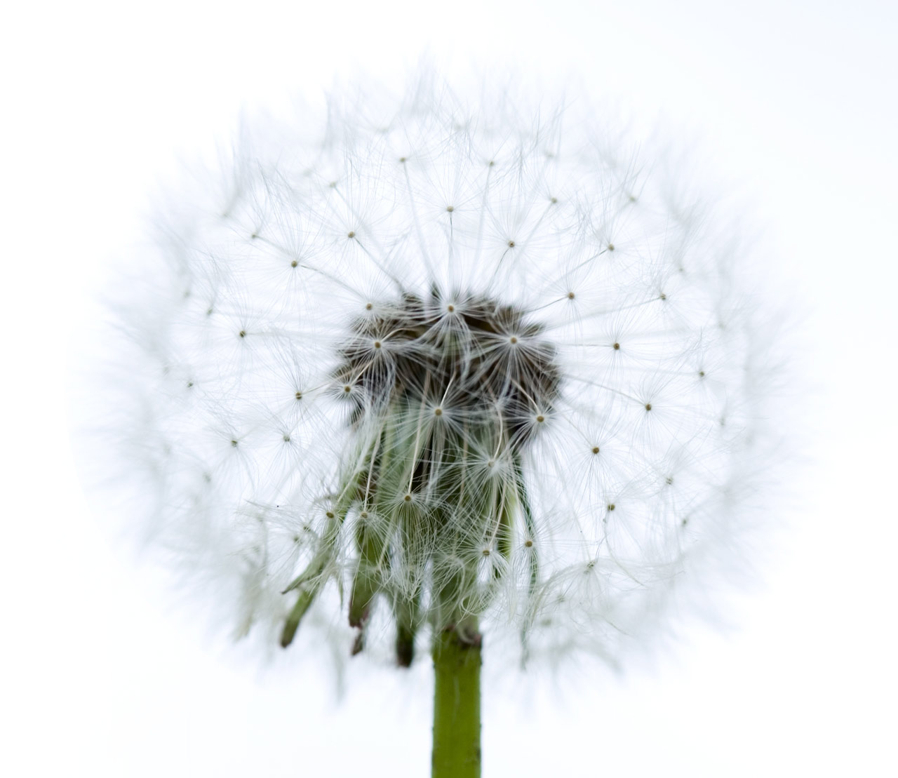 Pusteblume-Foto-Spezial